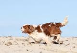 CAVALIER KING CHARLES 270